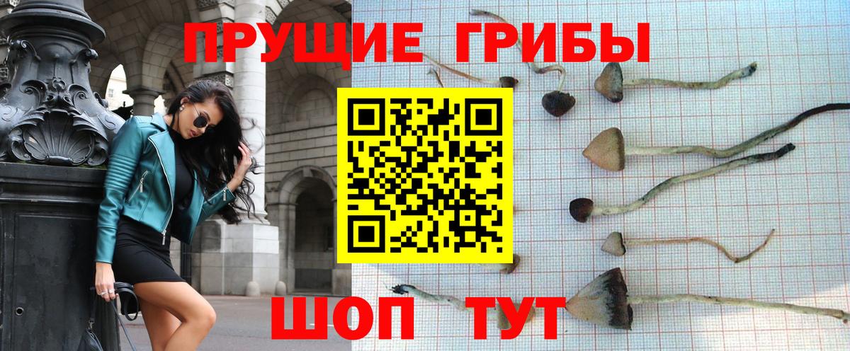 Псилоцибиновые грибы Psilocybe Сургут